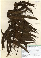 藏品(華中瘤足蕨)的圖片